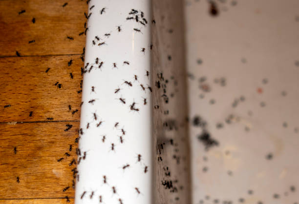 Insect Control in Lincoln Park, NJ